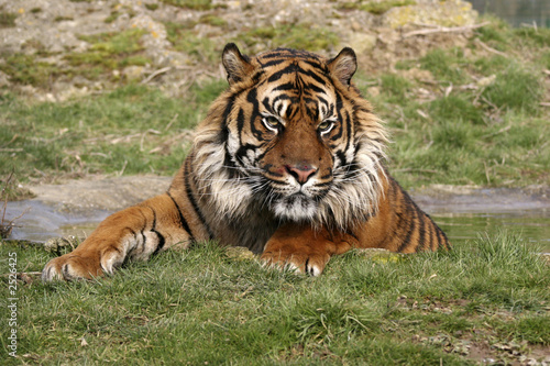 sumatran tiger photo