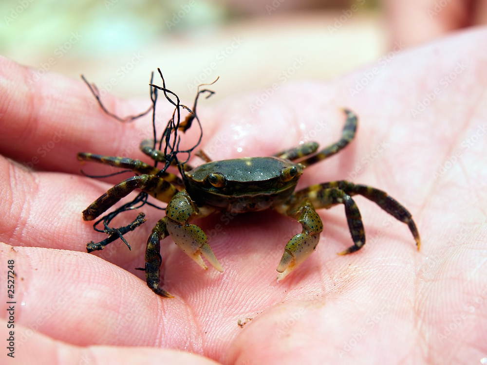 small crab on the man  palm