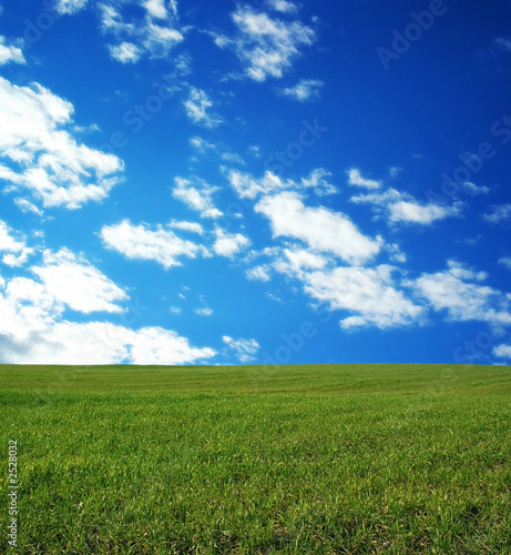 wheat field over beautiful blue sky 10