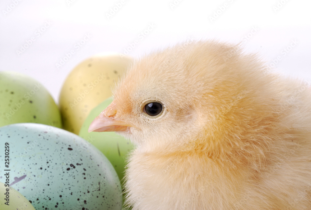Fototapeta premium baby chick and dyed eggs