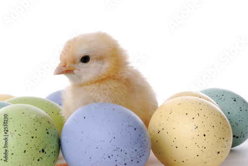 baby  chick with  easter eggs