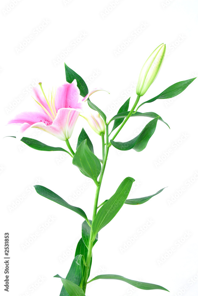 full lily full lily