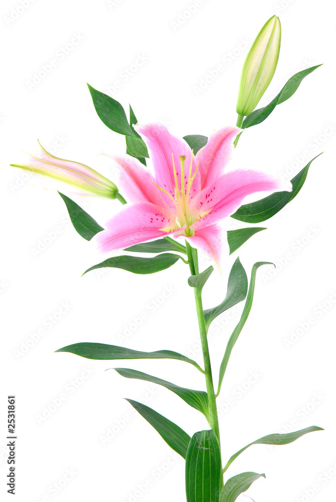 lily lily