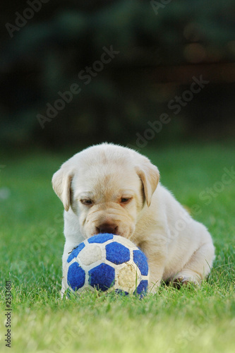 labrador retriever puppy playing football (soccer)