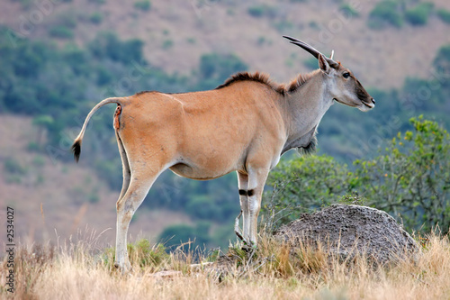 Fototapeta Naklejka Na Ścianę i Meble -  eland antelope