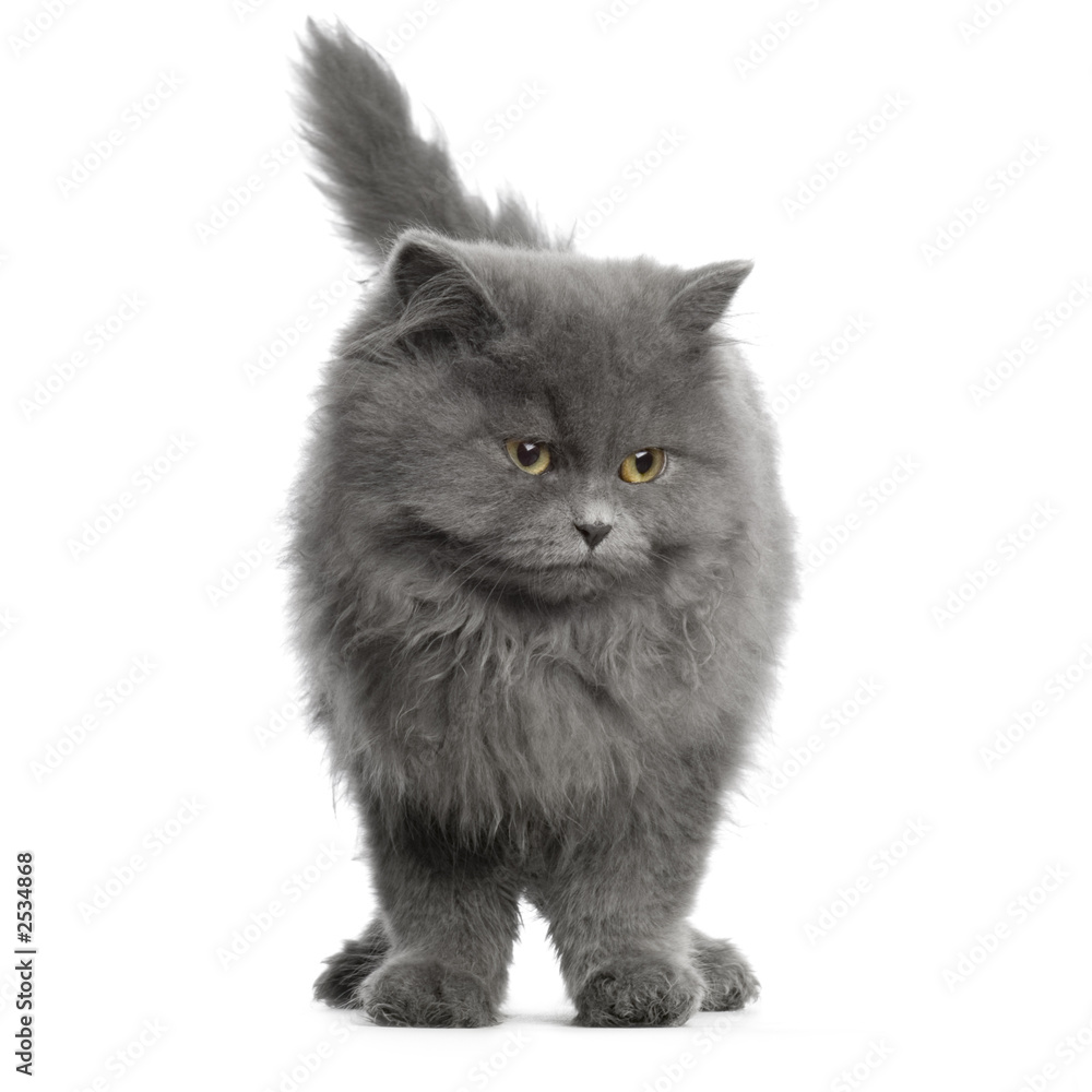 chat persan chat persan