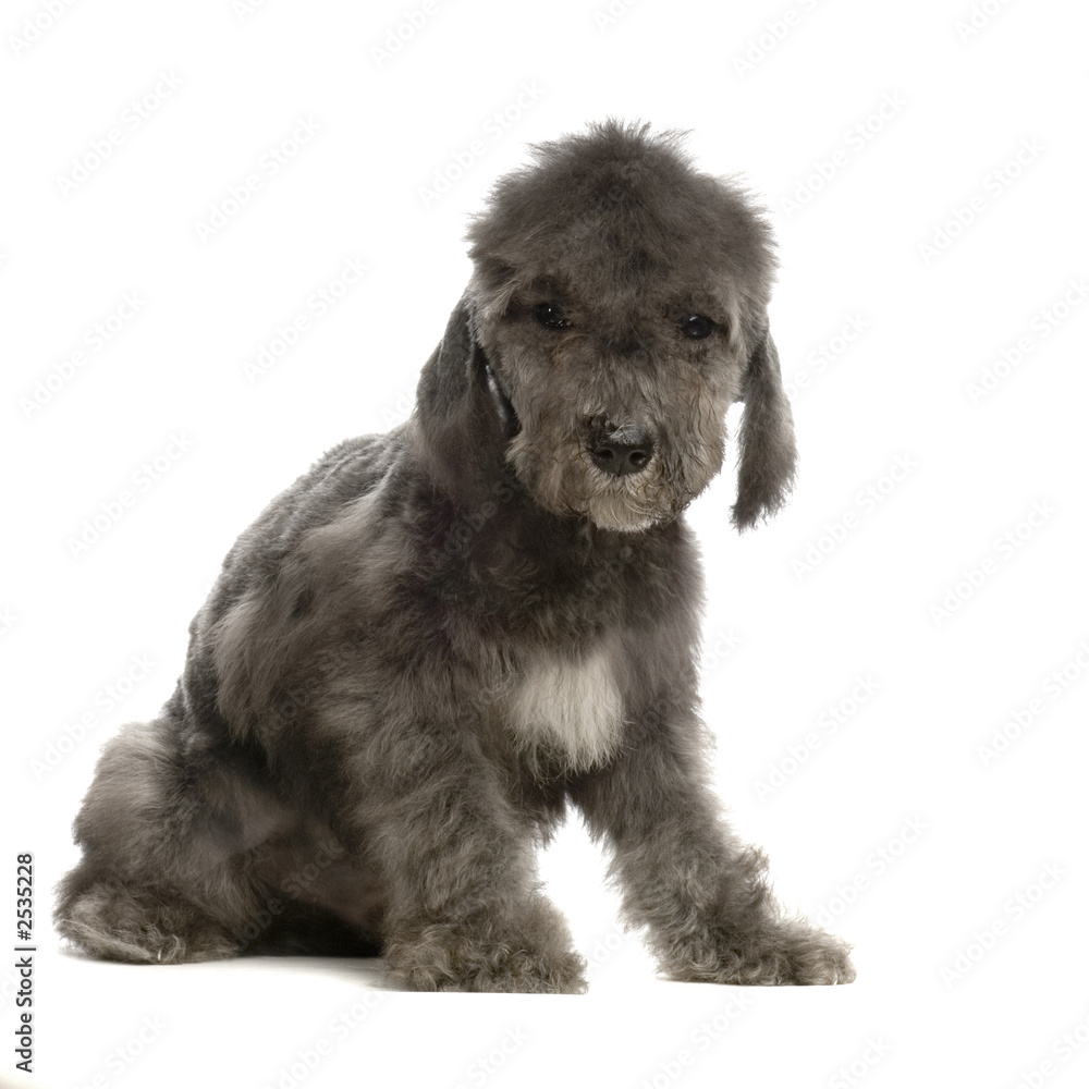 chiot bedlington terrier