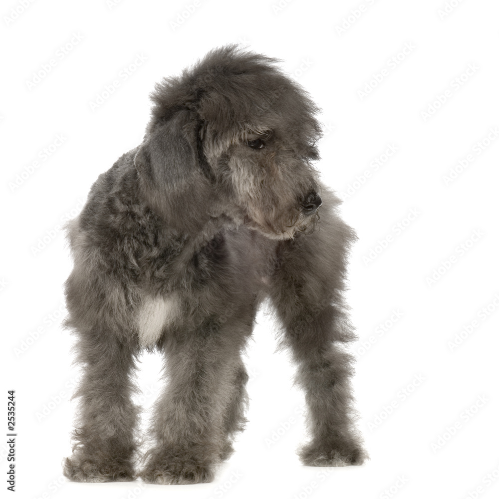 chiot bedlington terrier