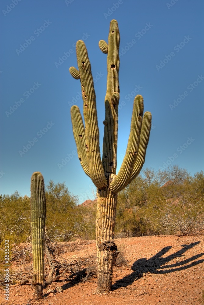 desert saguaro 2