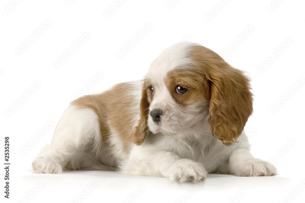 chiot cavalier king charles ou épagneuls anglais Stock Photo | Adobe Stock