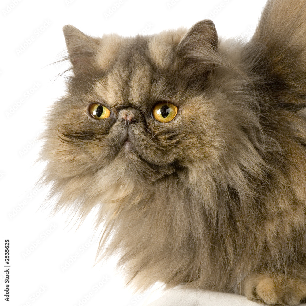chat persan chat persan