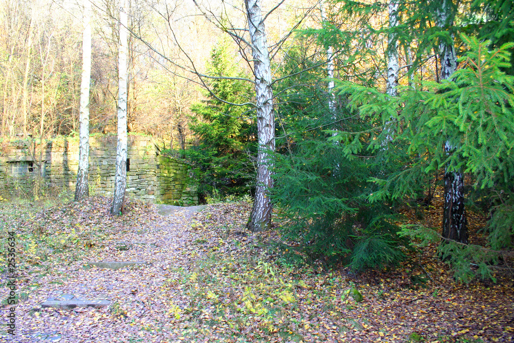 autumn forest landscape