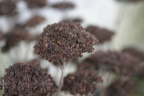 Fleurs brunes photo