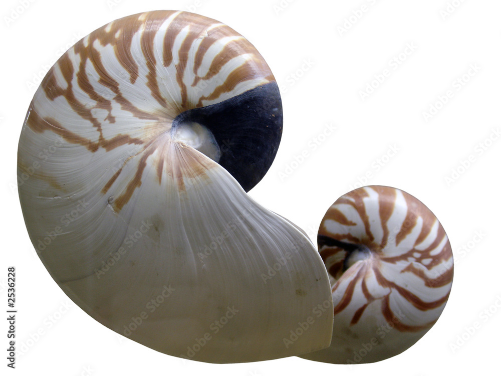 sea shells sea shells
