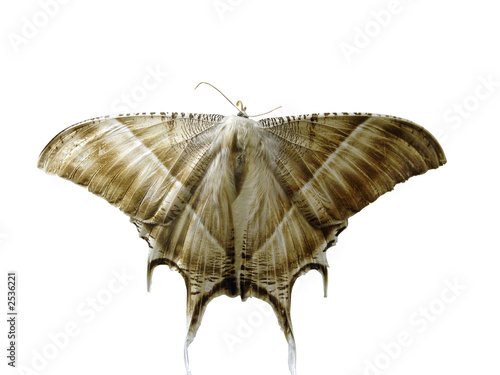 the butterfly on the white background