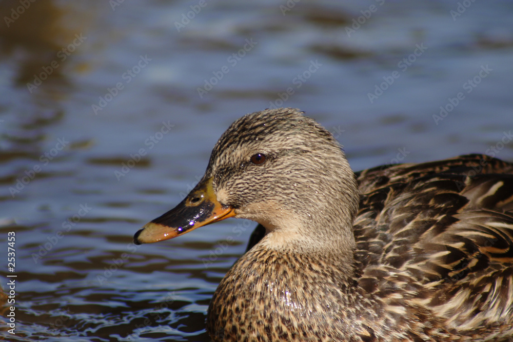 brown mallard in water