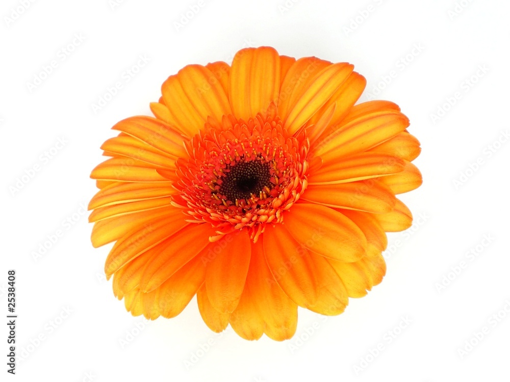 gerbera gerbera