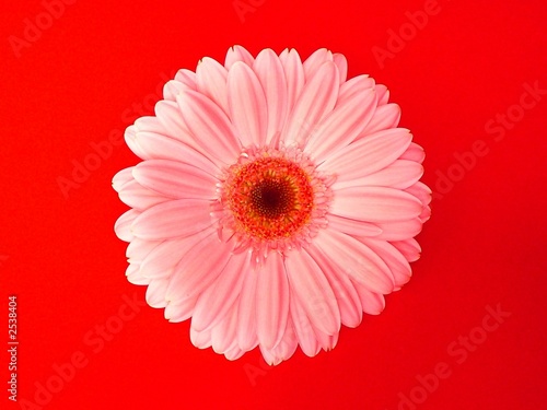 gerbera