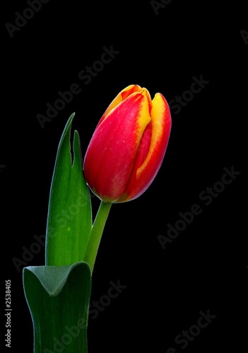 tulpe - tulip