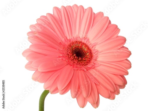 gerbera
