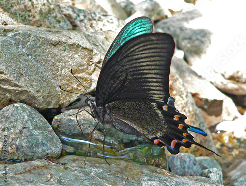 butterfly maack's swallowtail photo