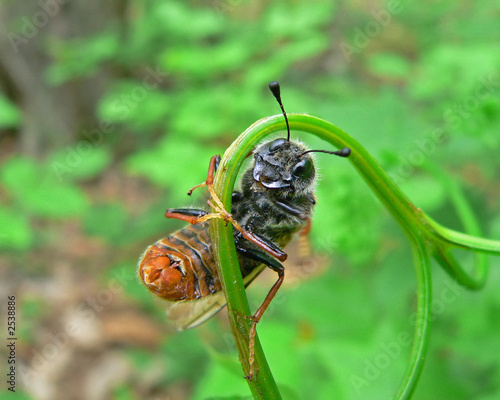 insect sawfly (cimbicidae) photo