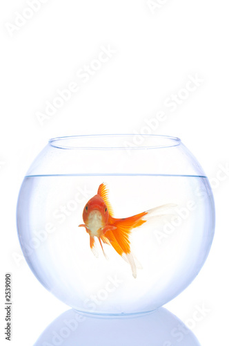 alone goldfish