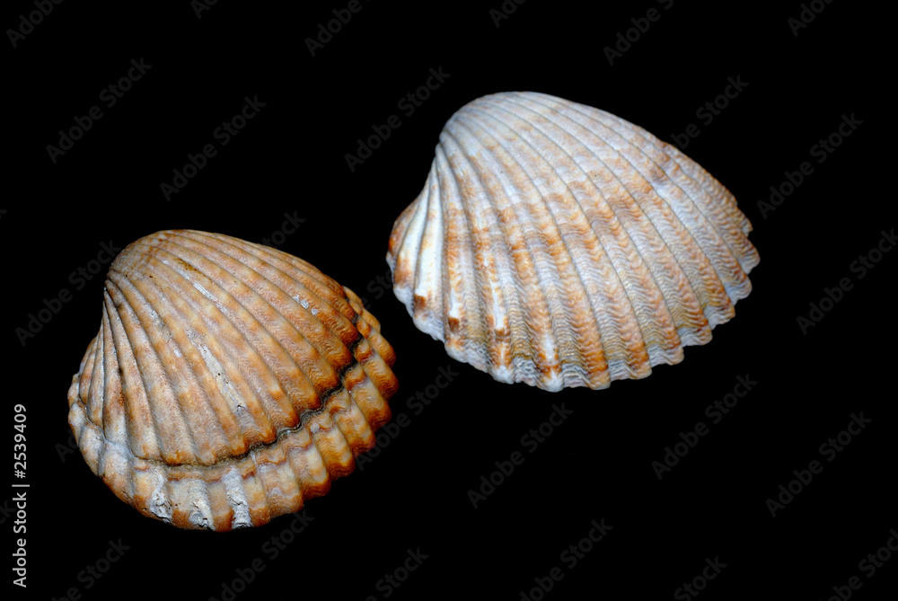 shells on black