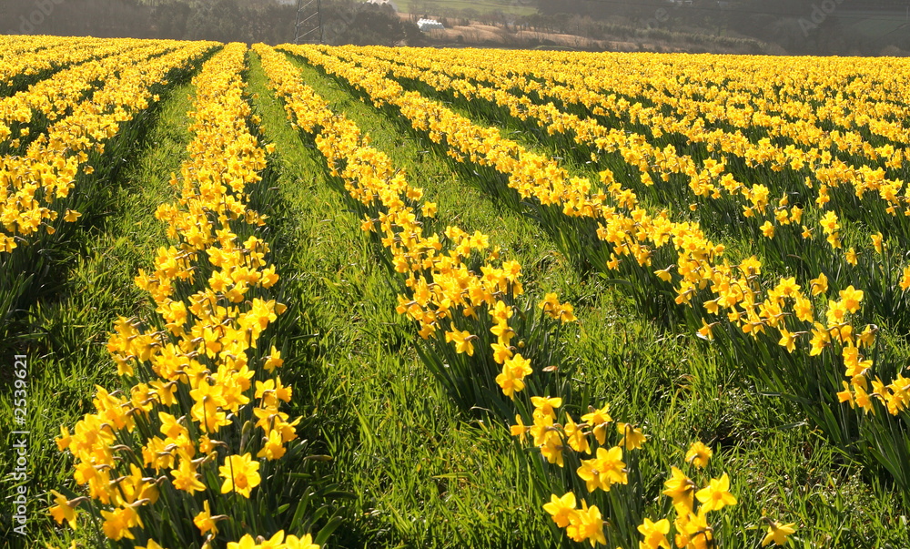 Fototapeta premium daffodils in bloom, cornwall, uk