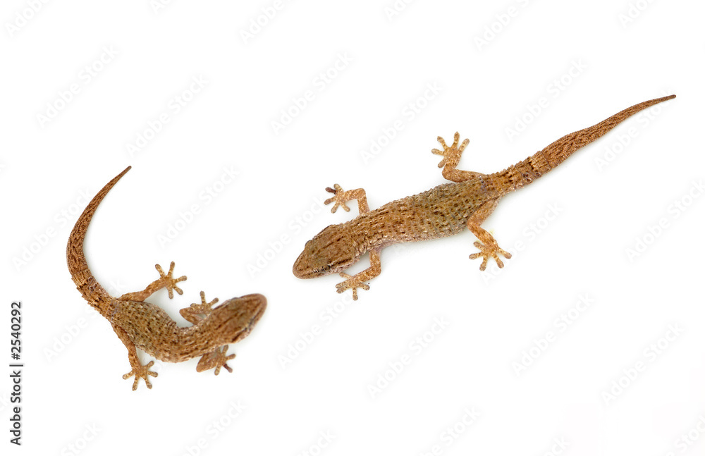 Naklejka premium lizard