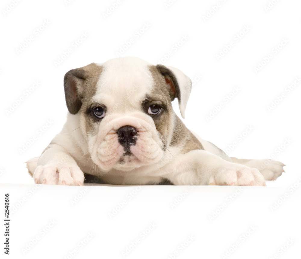 chiot bouledogue anglais chiot bouledogue anglais