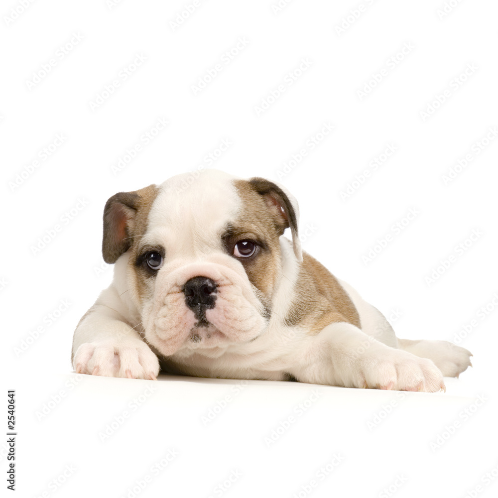 chiot bouledogue anglais