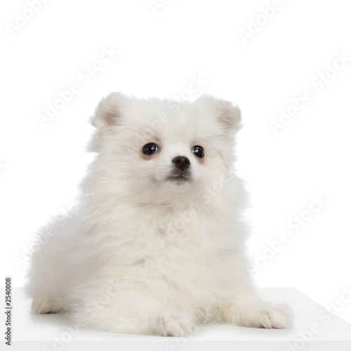 Wallpaper Mural chiot keeshond ou spitz loup Torontodigital.ca