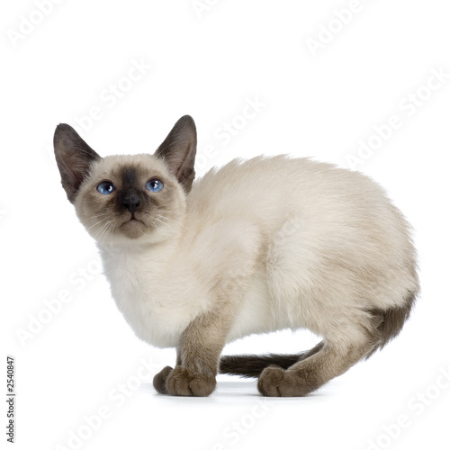 chaton siamois