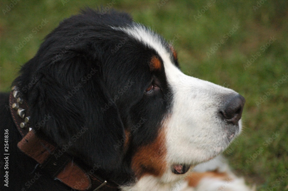 chien bouvier bernois la tete