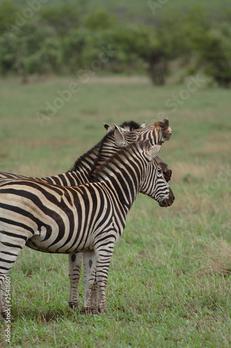 three zebras