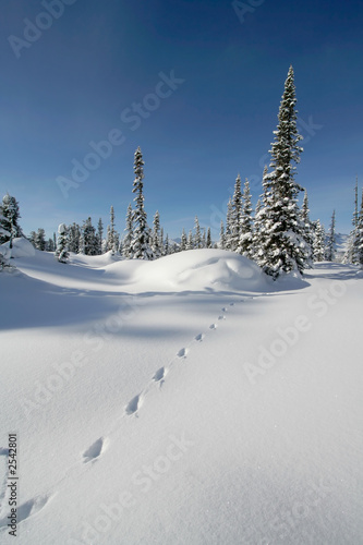 snow forest photo