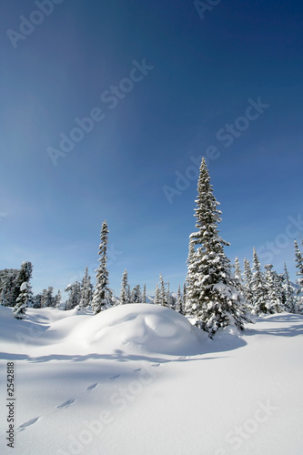 snow forest photo