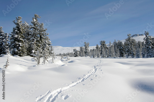 winter forest in mountains, ski-track