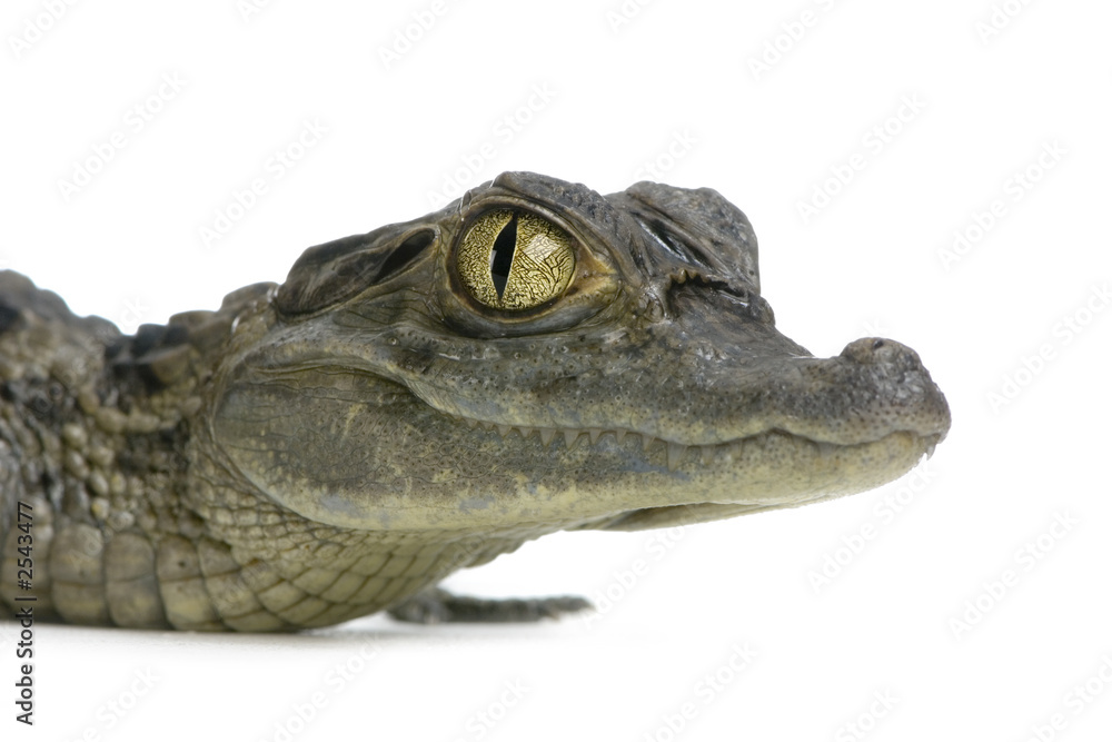 Naklejka premium caïman à lunettes - caïman crocodilus