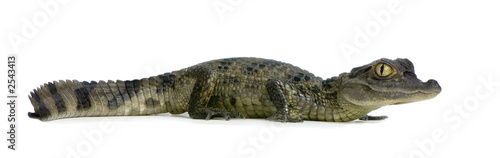 caïman à lunettes - caïman crocodilus