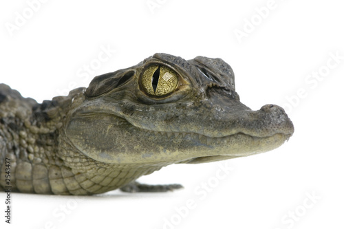 caïman à lunettes  -  caïman crocodilus photo