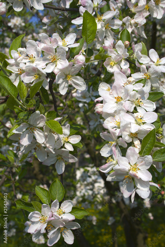 apple tree flowers in springtime i