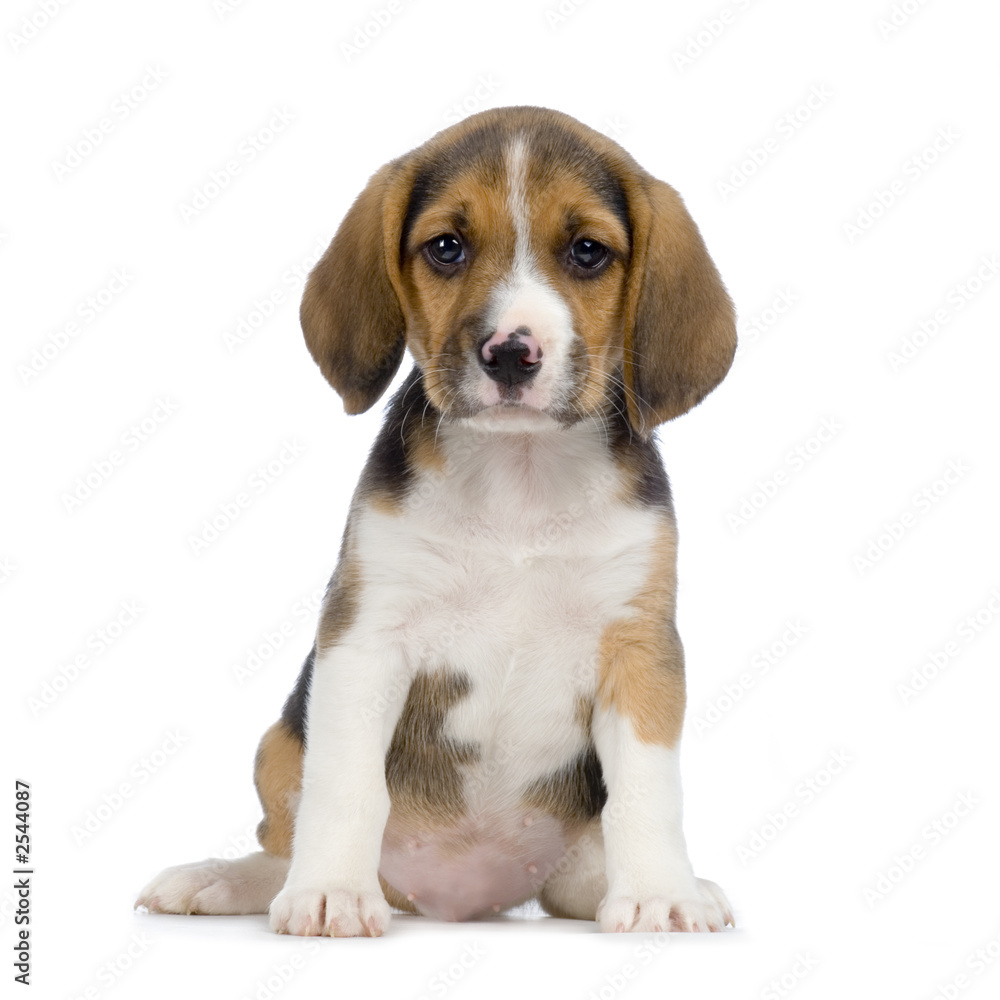 chiot beagles