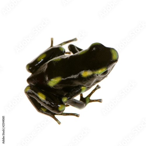 grenouille - dendrobates auratus