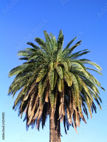 palm tree