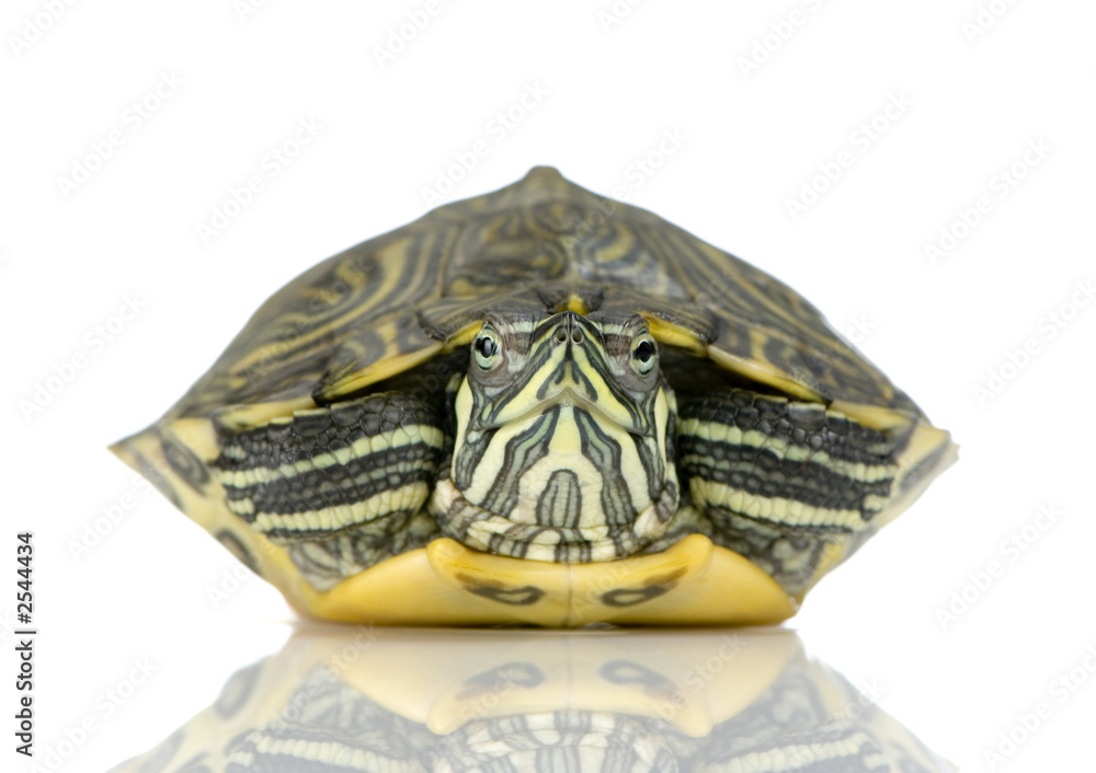 Obraz premium tortue d’urugay - acanthochelys