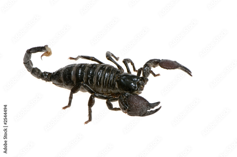 scorpion empereur - pandinus imperator scorpion empereur - pandinus imperator