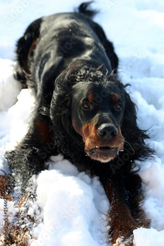 Obraz na płótnie setter gordon à la neige