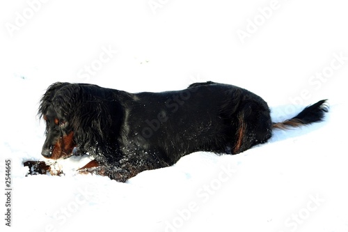 Tableau sur toile setter gordon à la neige